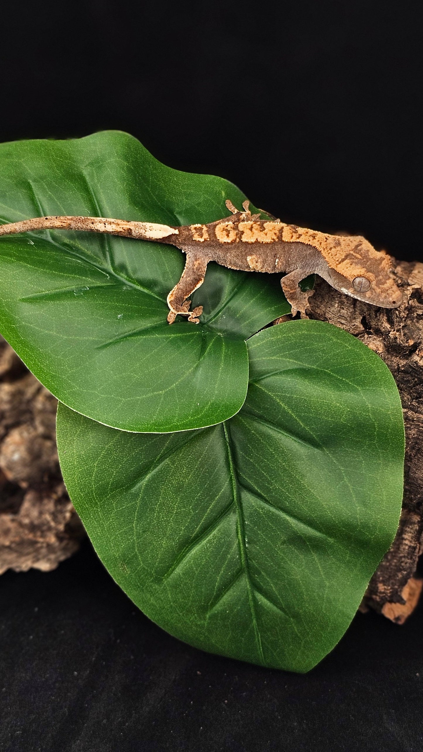 Harlequin Crested Gecko _ Apollo