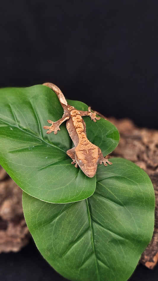 Harlequin Crested Gecko _ Apollo