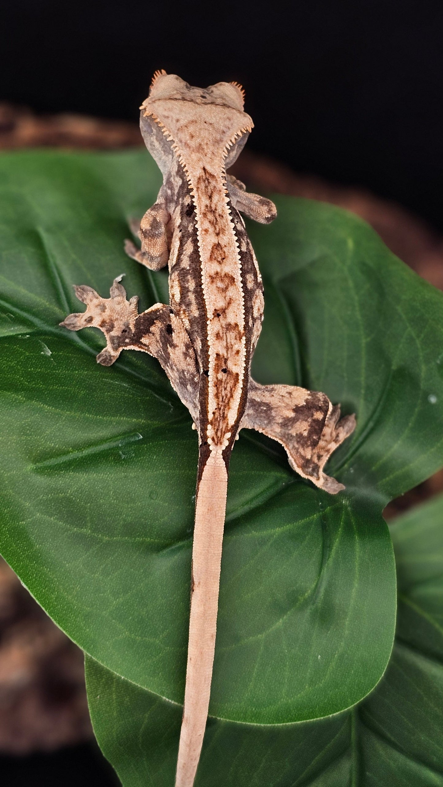 Extreme Harlequin Crested Gecko _ Toro