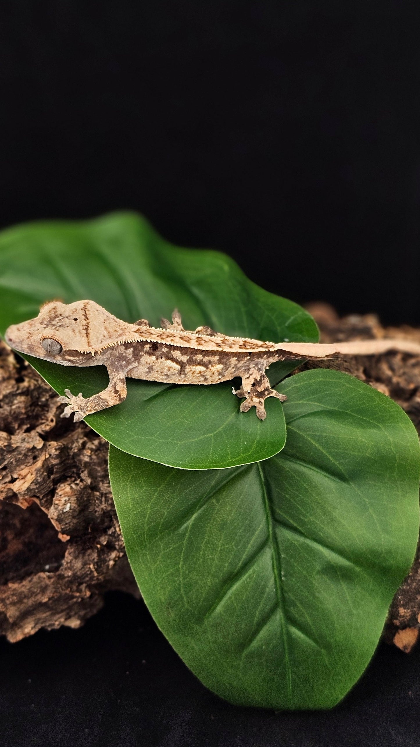 Extreme Harlequin Crested Gecko _ Toro