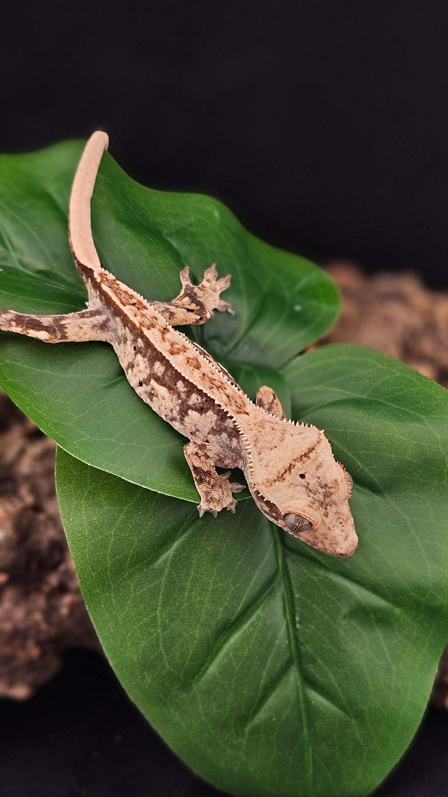 Extreme Harlequin Crested Gecko _ Toro