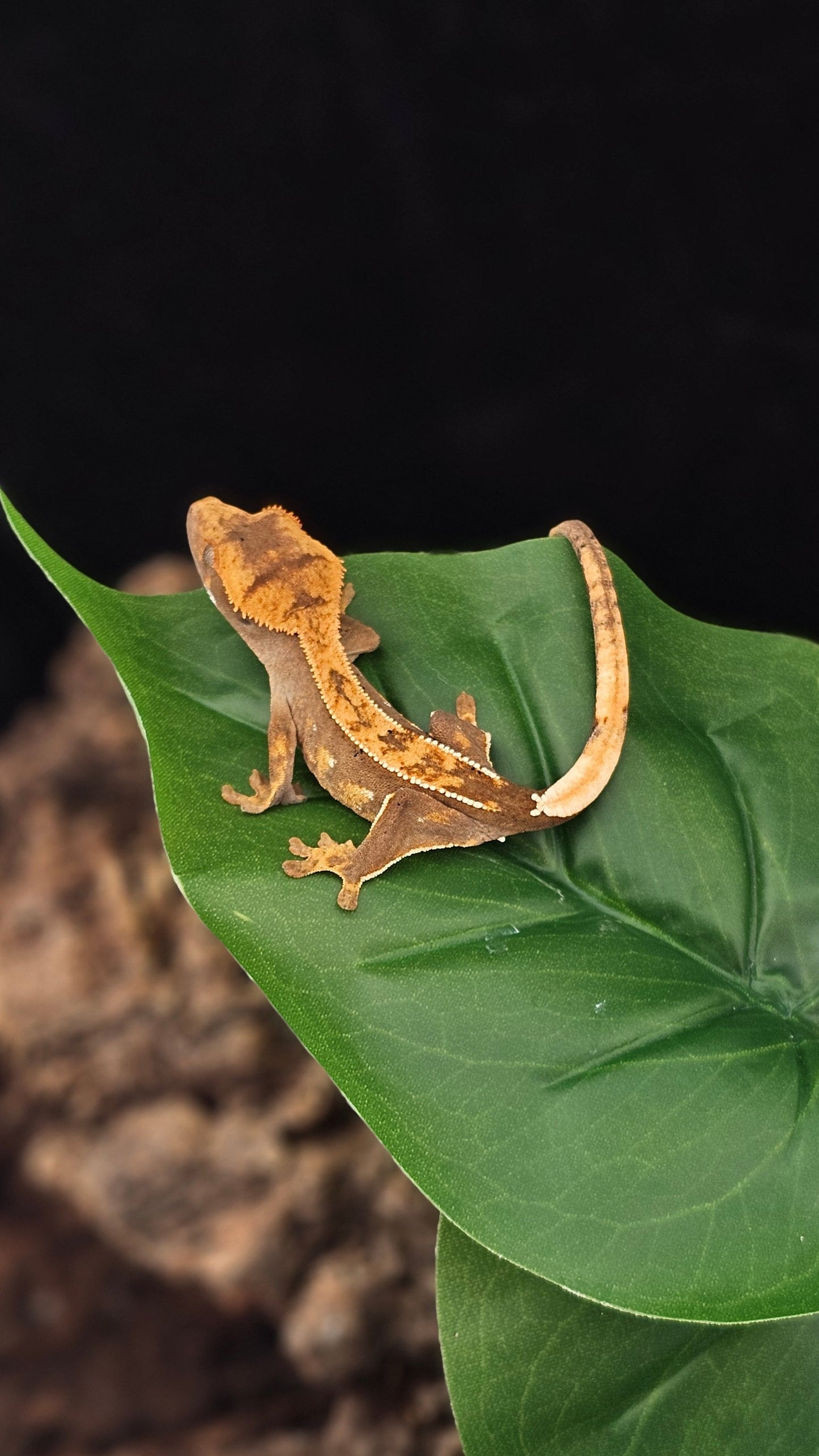 Harlequin Crested Gecko _ Stardust