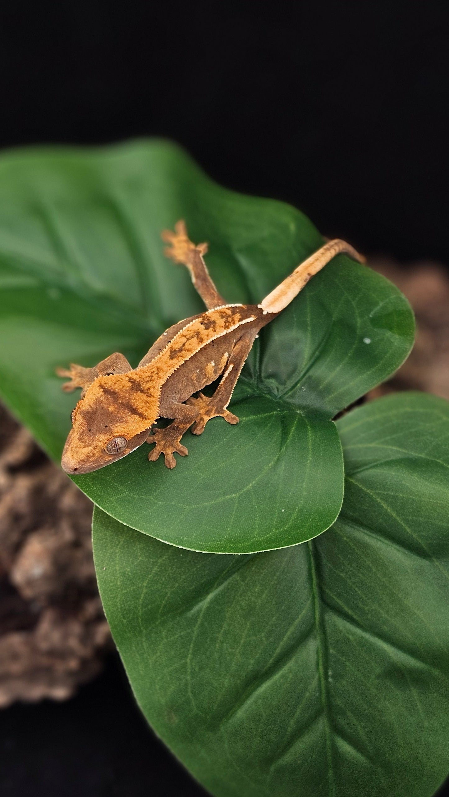 Harlequin Crested Gecko _ Stardust