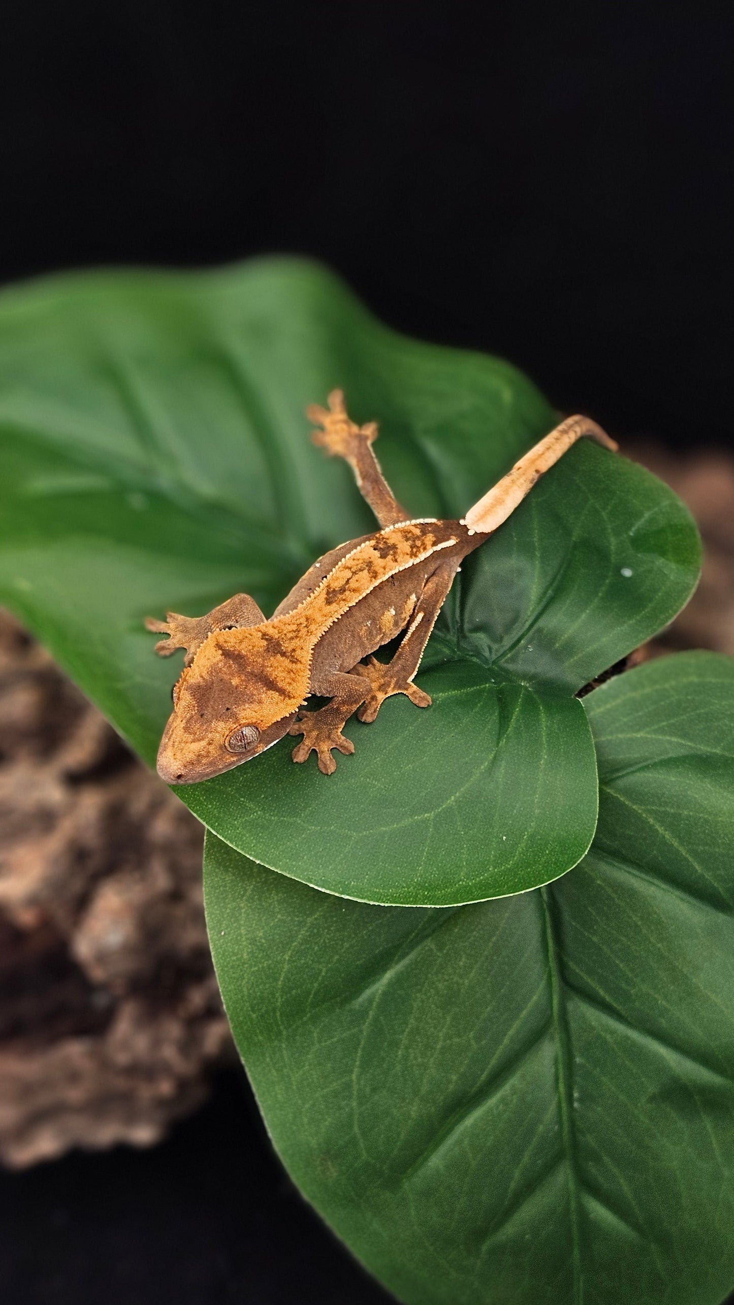 Harlequin Crested Gecko _ Stardust