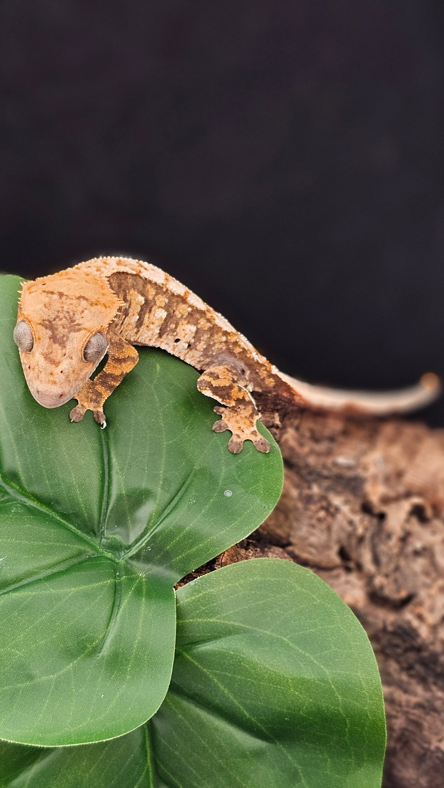 Tri Color Extreme Harlequin Crested Gecko _ Ebi