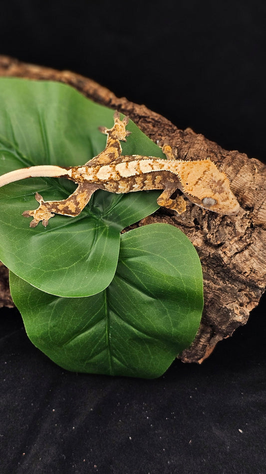 Tri Color Extreme Harlequin Crested Gecko _ Ebi