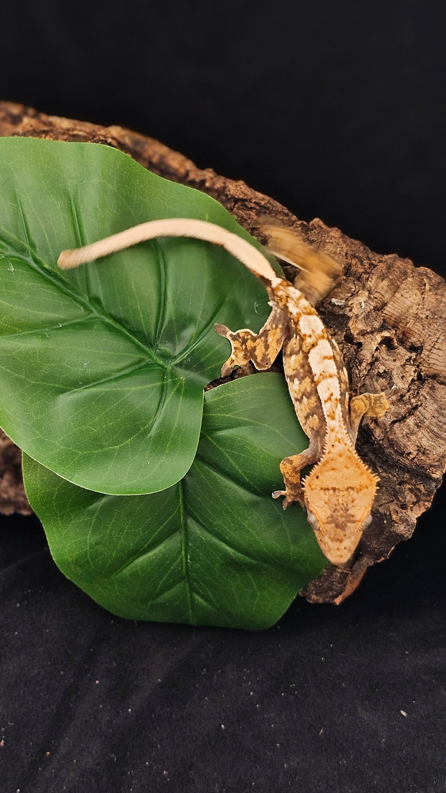 Tri Color Extreme Harlequin Crested Gecko _ Ebi