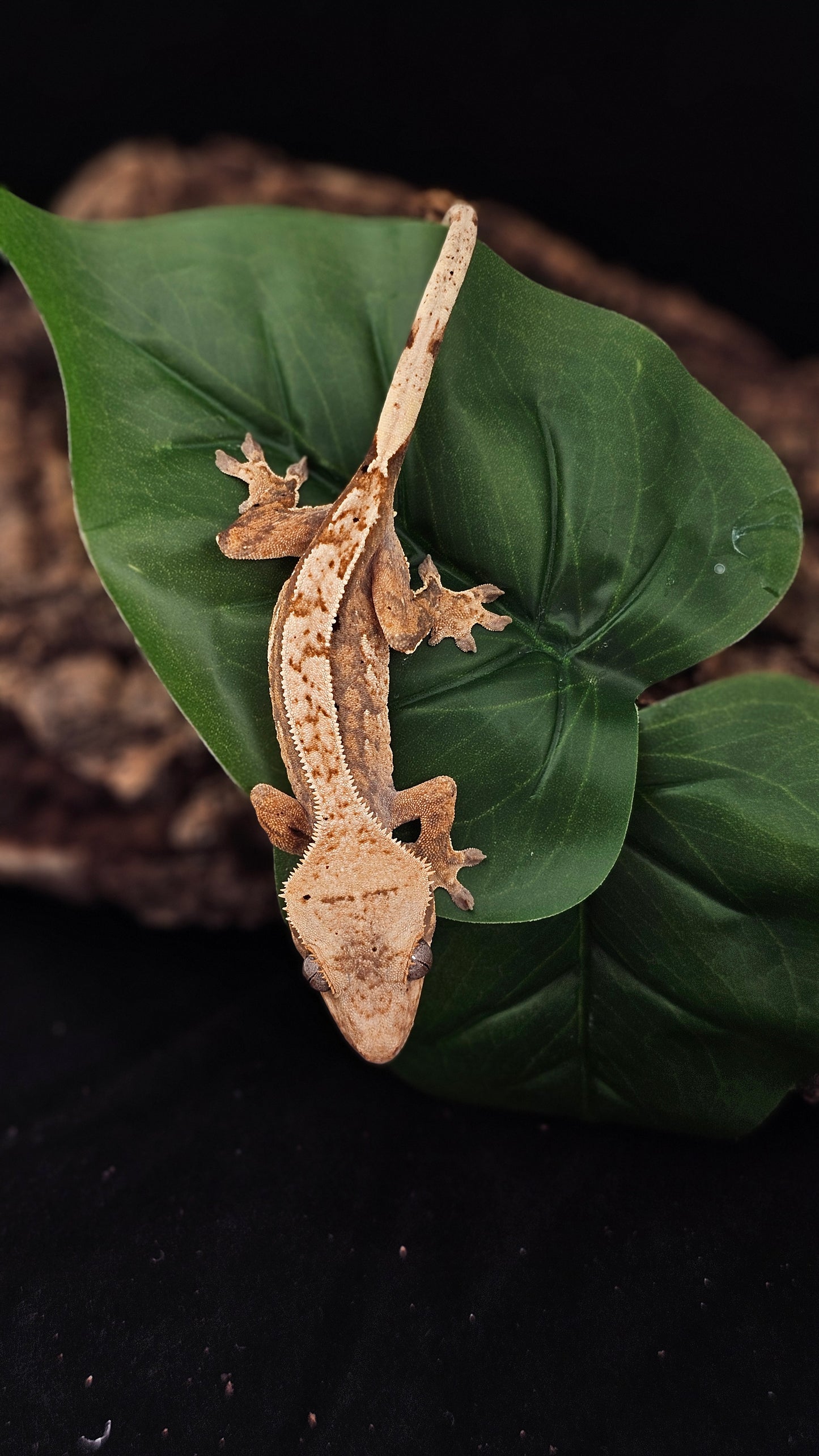 Extreme Harlequin Crested Gecko _ Saba