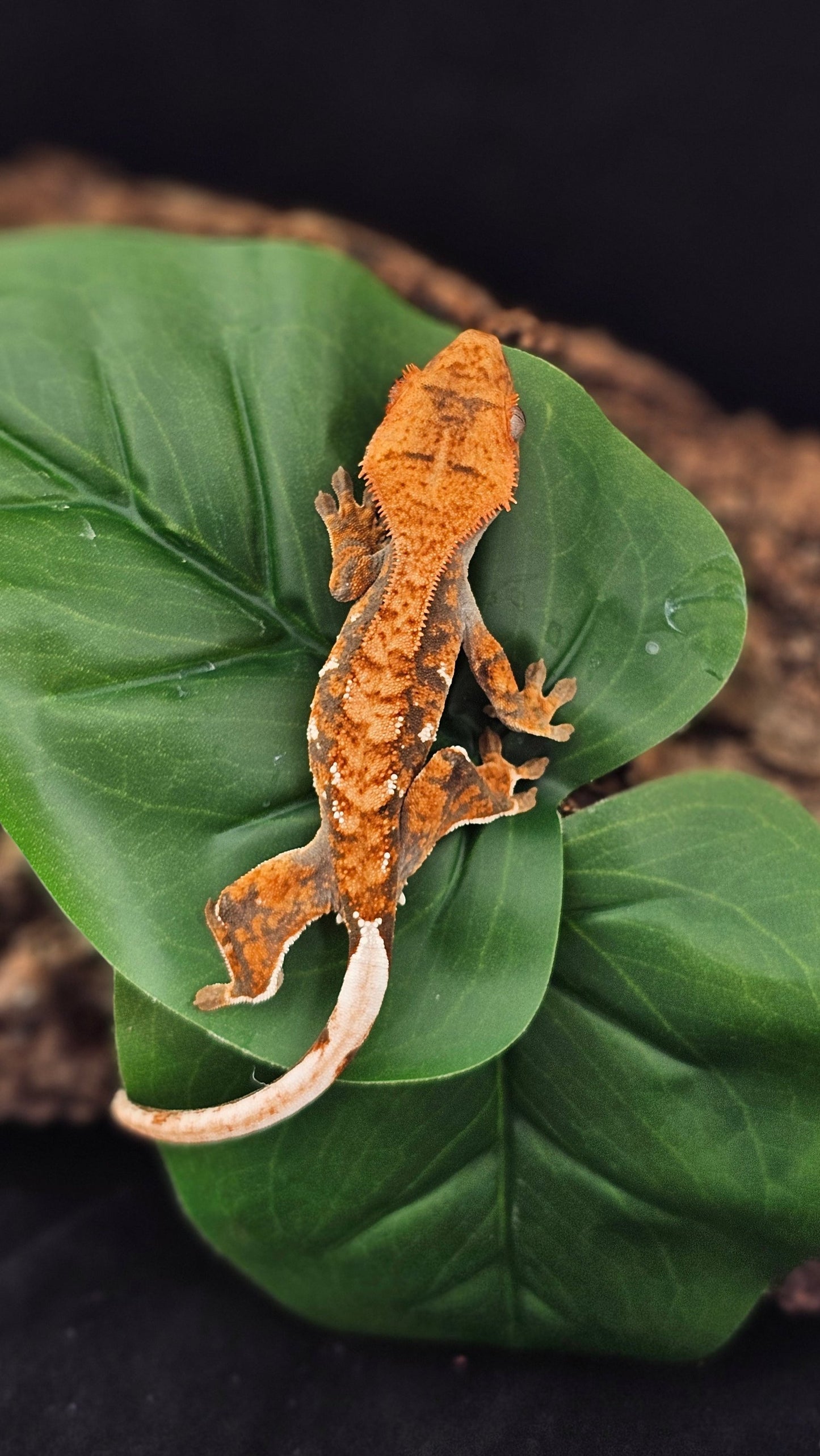 Tri Color Extreme Harlequin Crested Gecko _ Ego