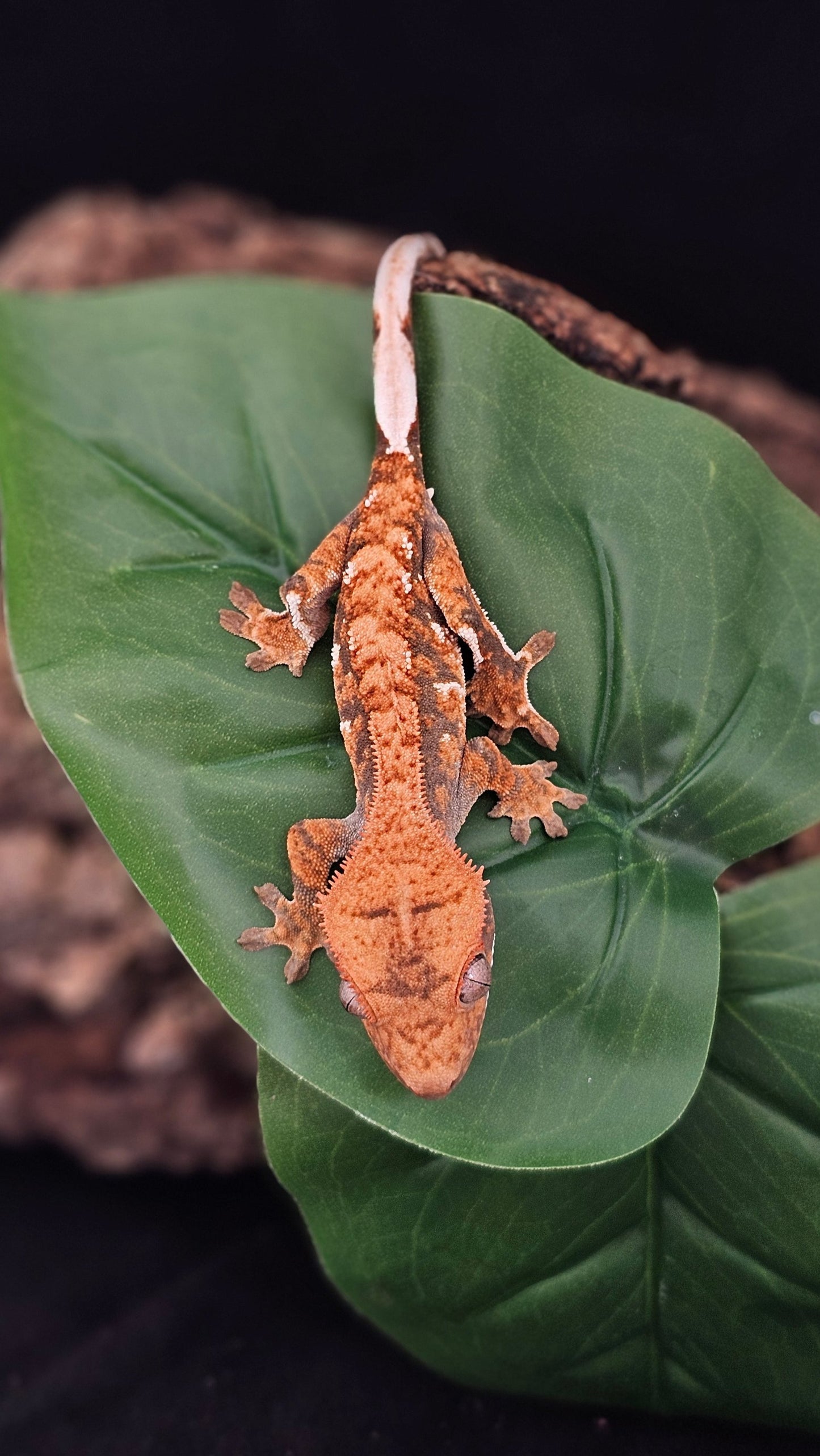 Tri Color Extreme Harlequin Crested Gecko _ Ego