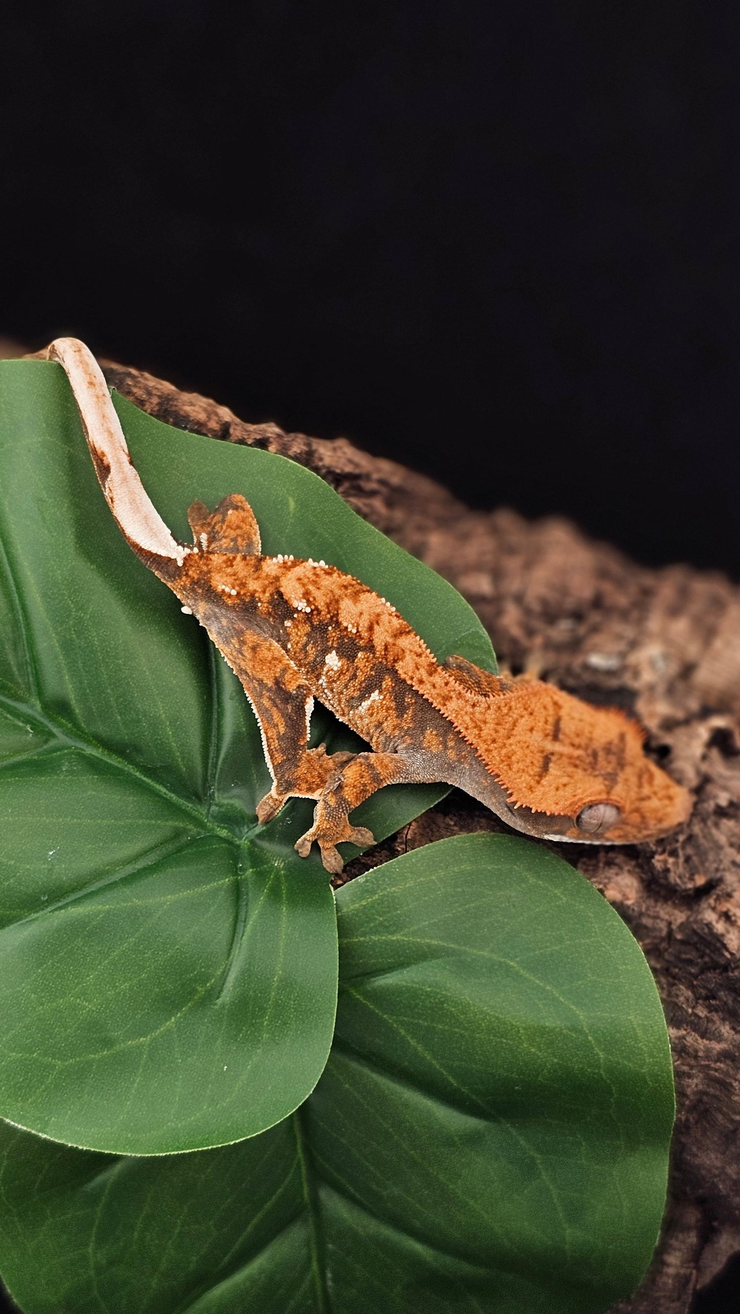 Tri Color Extreme Harlequin Crested Gecko _ Ego