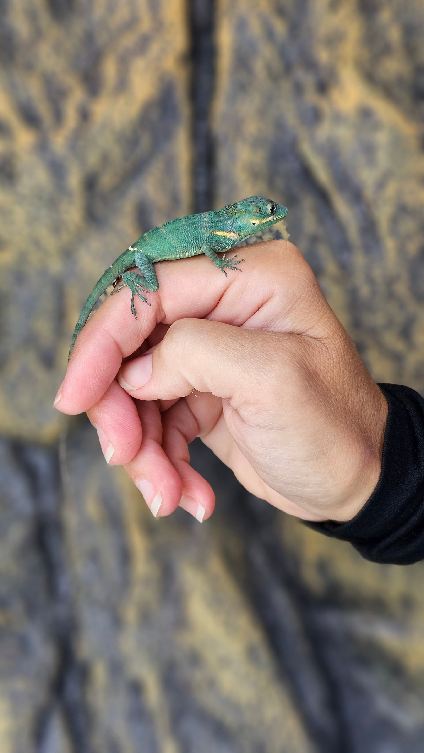 Blue Beauty Anole _ A