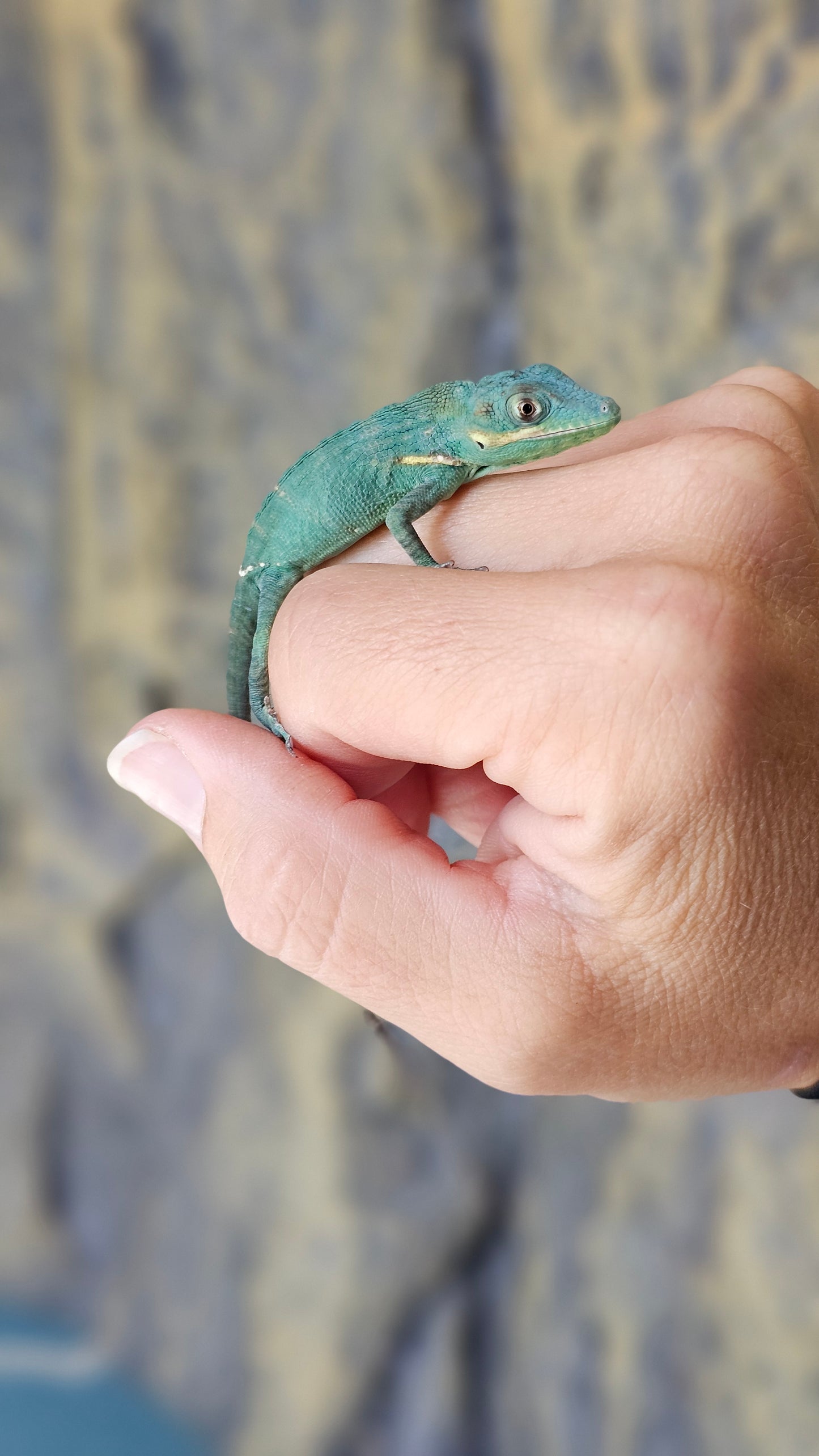 Blue Beauty Anole _ A