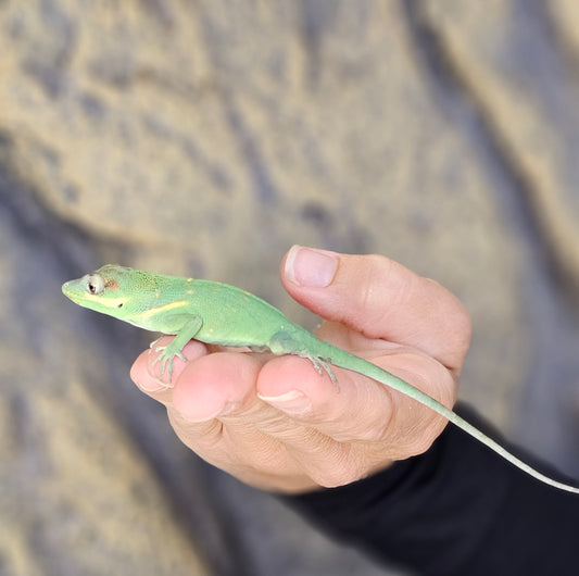 Blue Beauty Anole _ B