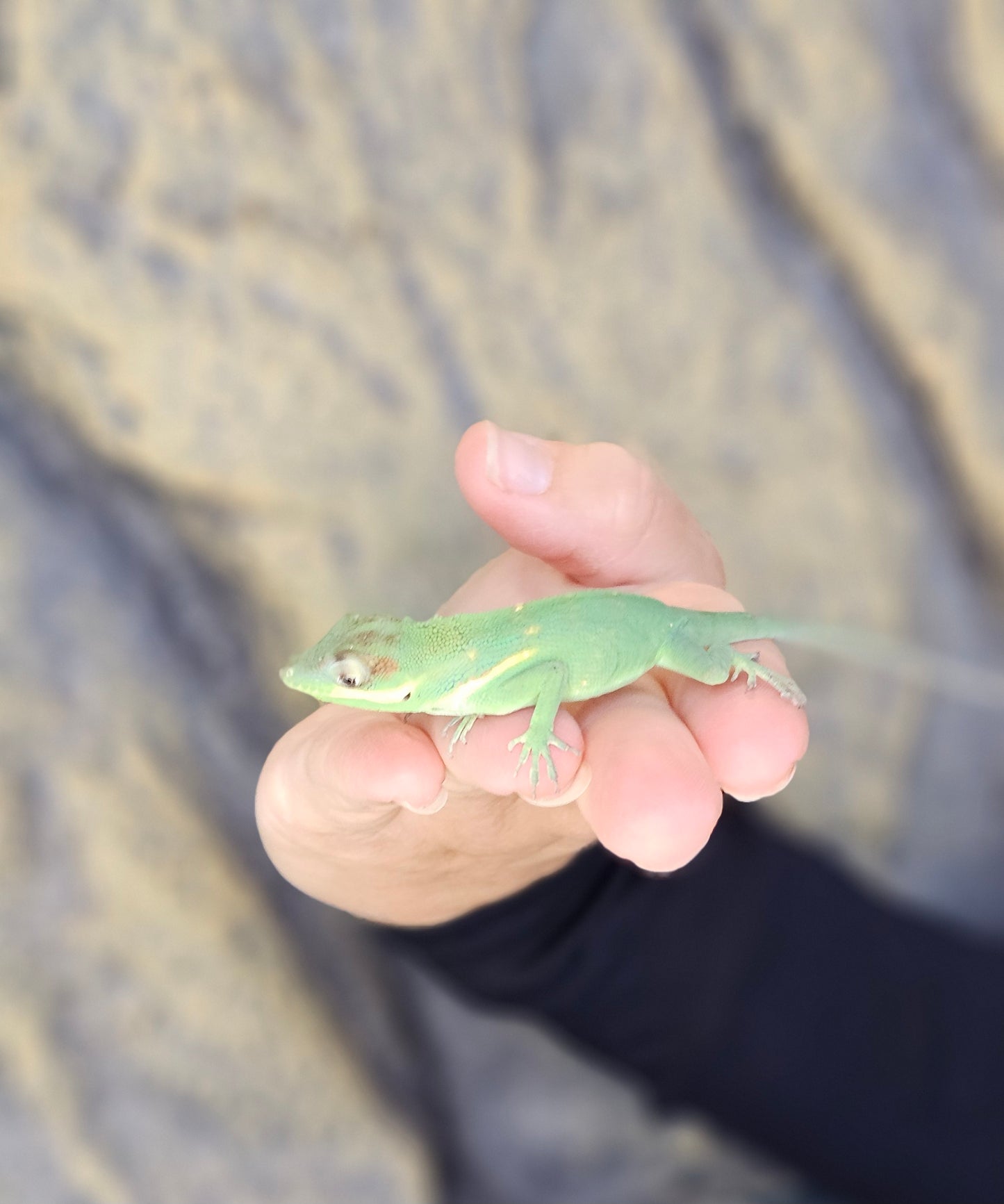 Blue Beauty Anole _ B