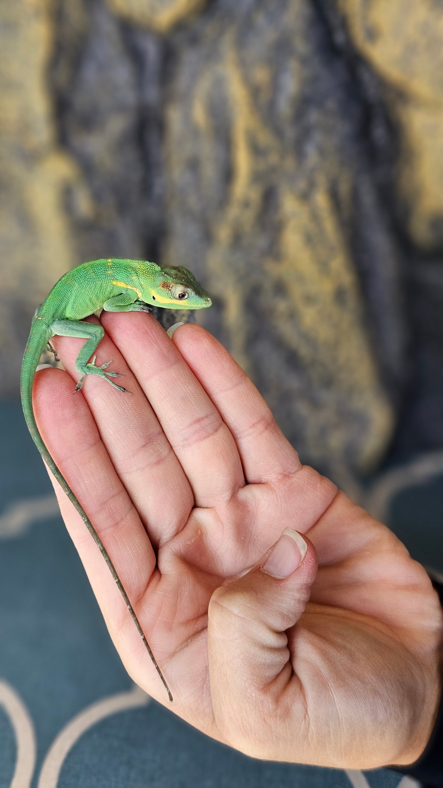 Blue Beauty Anole _ B