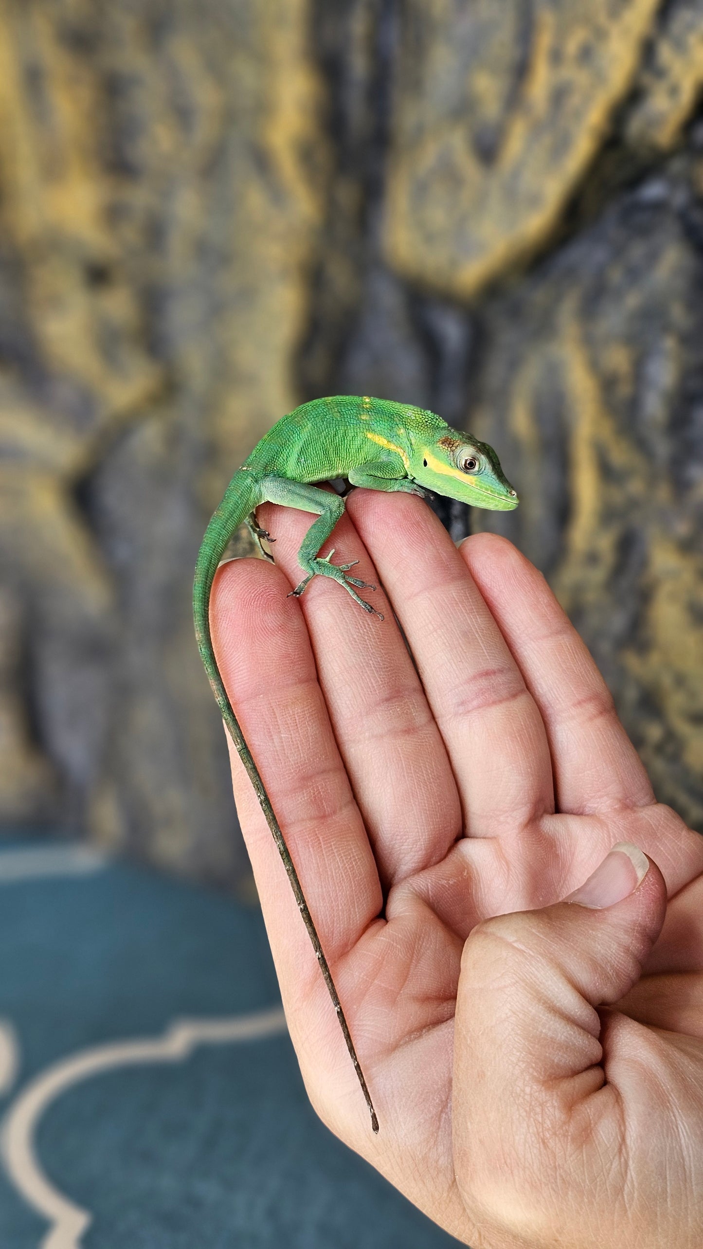 Blue Beauty Anole _ B