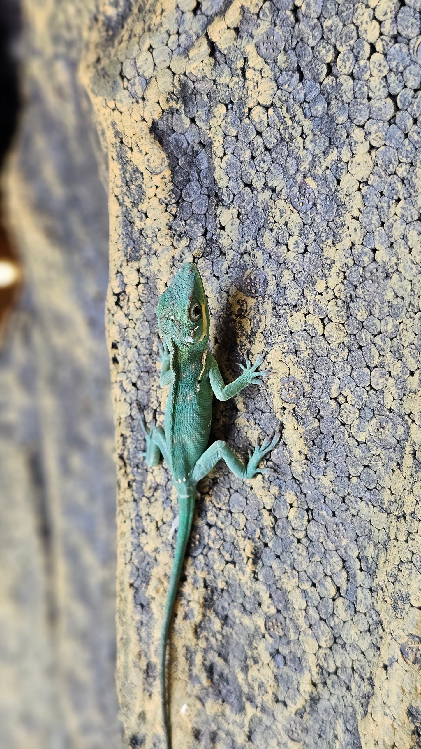 Blue Beauty Anole _ C