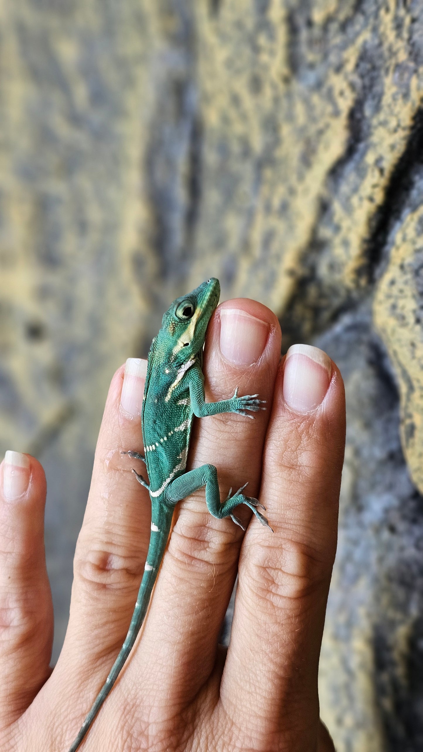 Blue Beauty Anole _ C