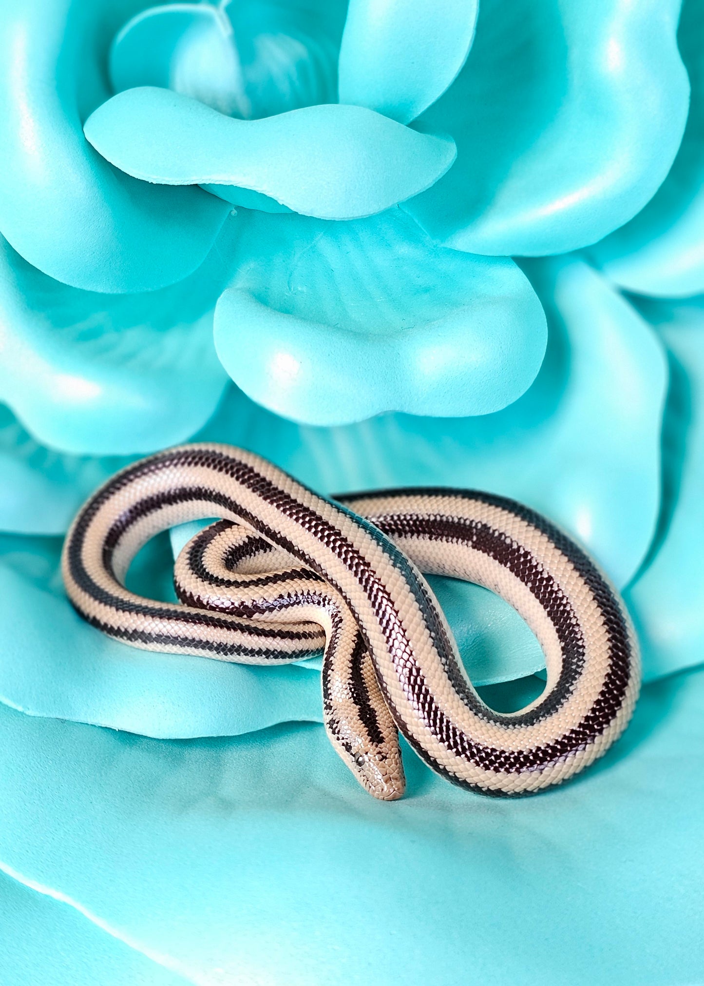 Het Anery Magdalena Rosy Boa _ Scissors