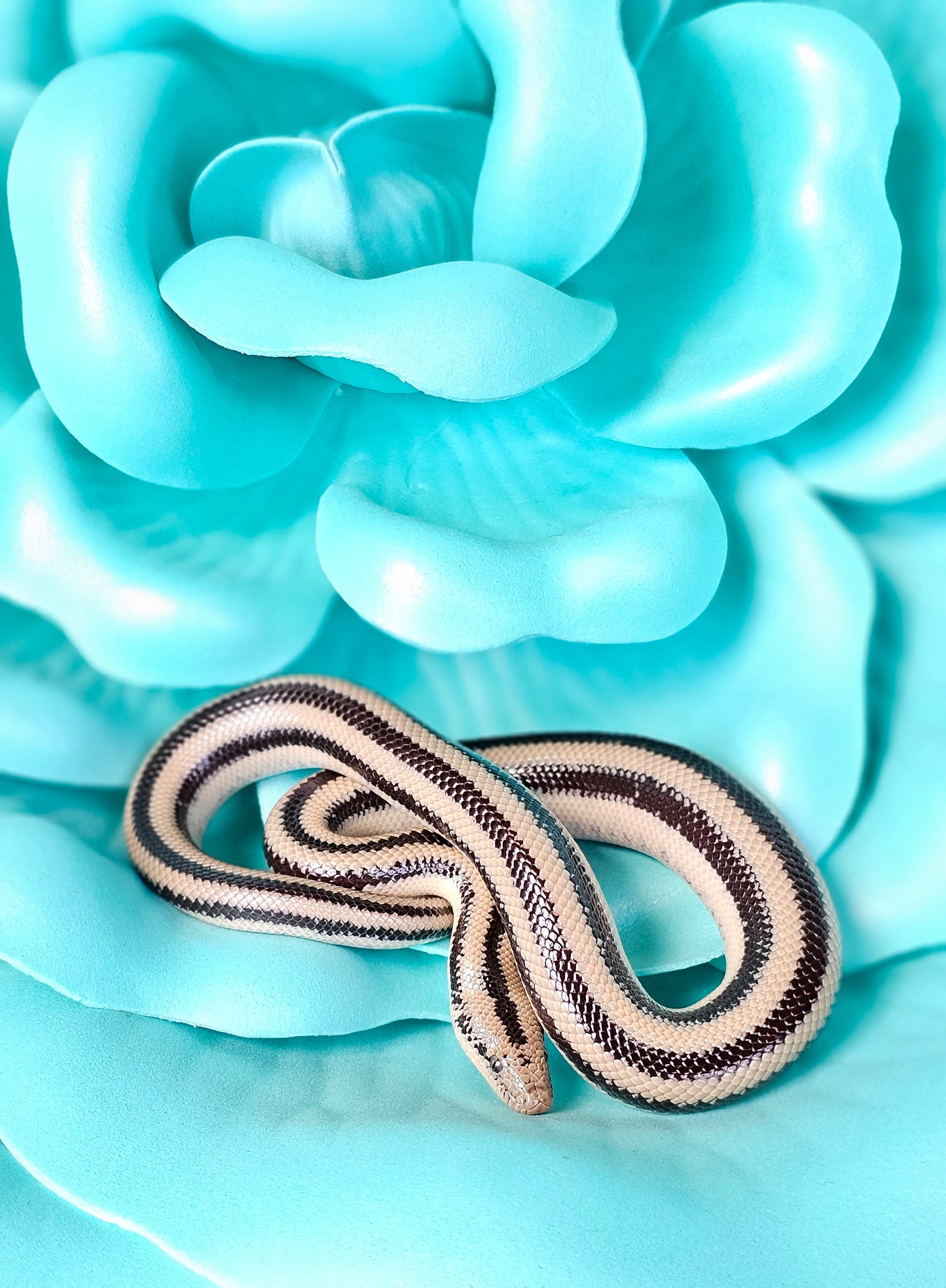 Het Anery Magdalena Rosy Boa _ Scissors