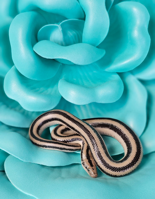 Het Anery Magdalena Rosy Boa _ Scissors