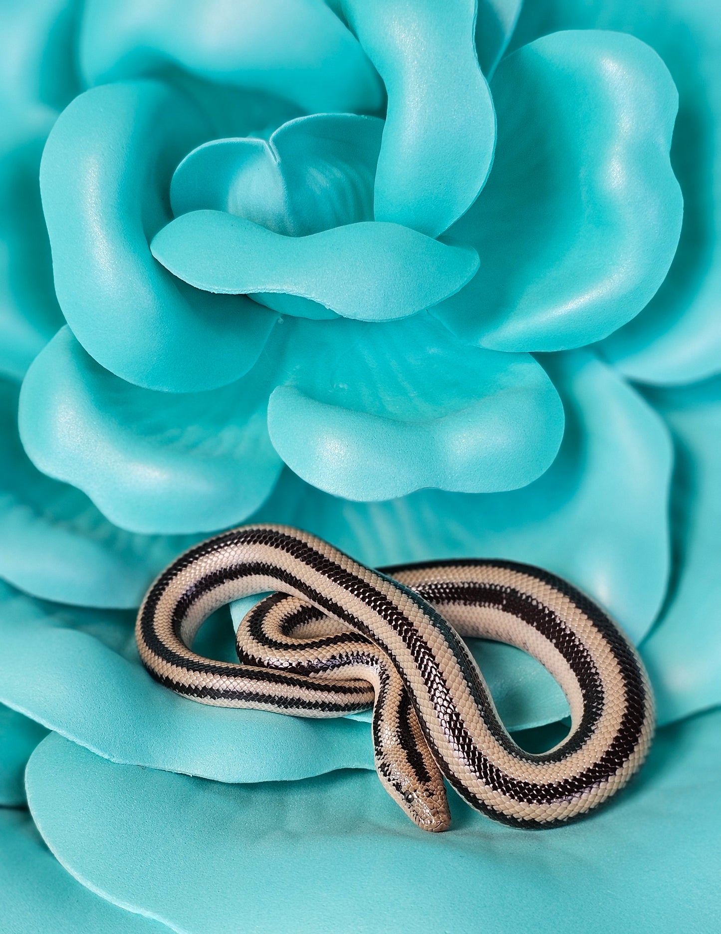 Het Anery Magdalena Rosy Boa _ Scissors