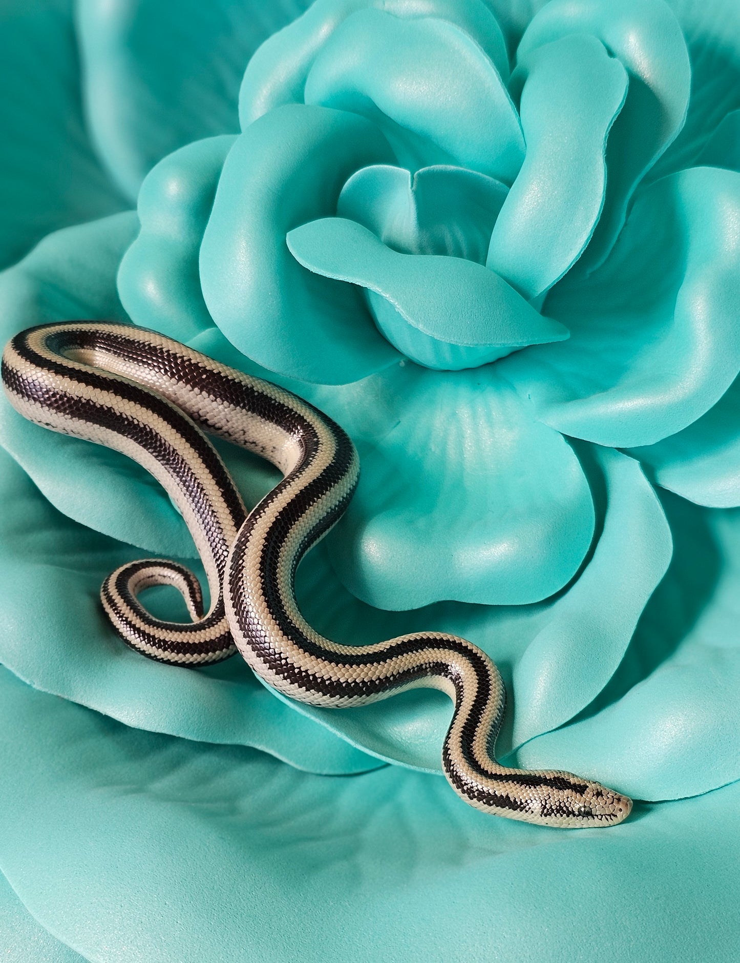 Anery Magdalena Rosy Boa _ Paper