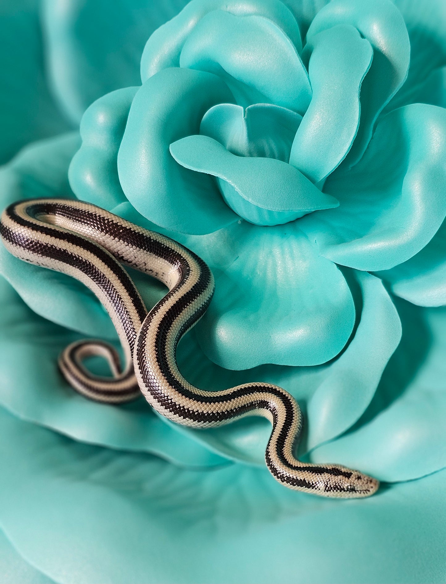 Anery Magdalena Rosy Boa _ Paper