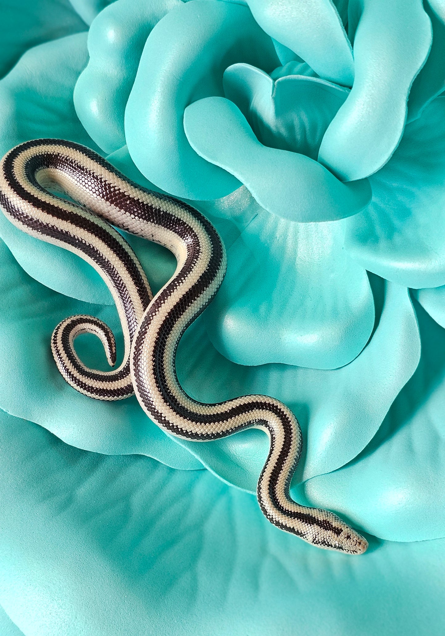 Anery Magdalena Rosy Boa _ Paper