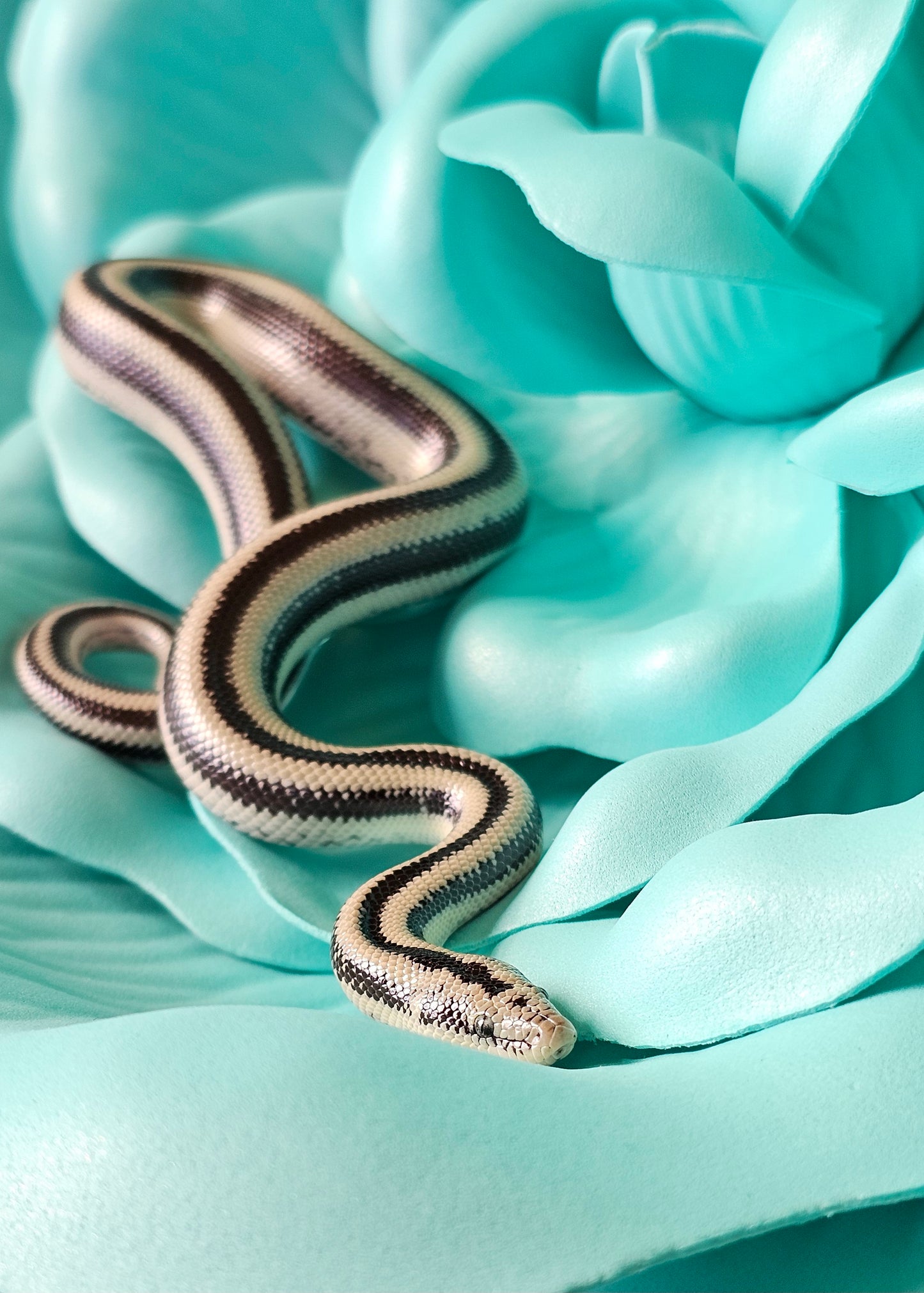 Anery Magdalena Rosy Boa _ Paper