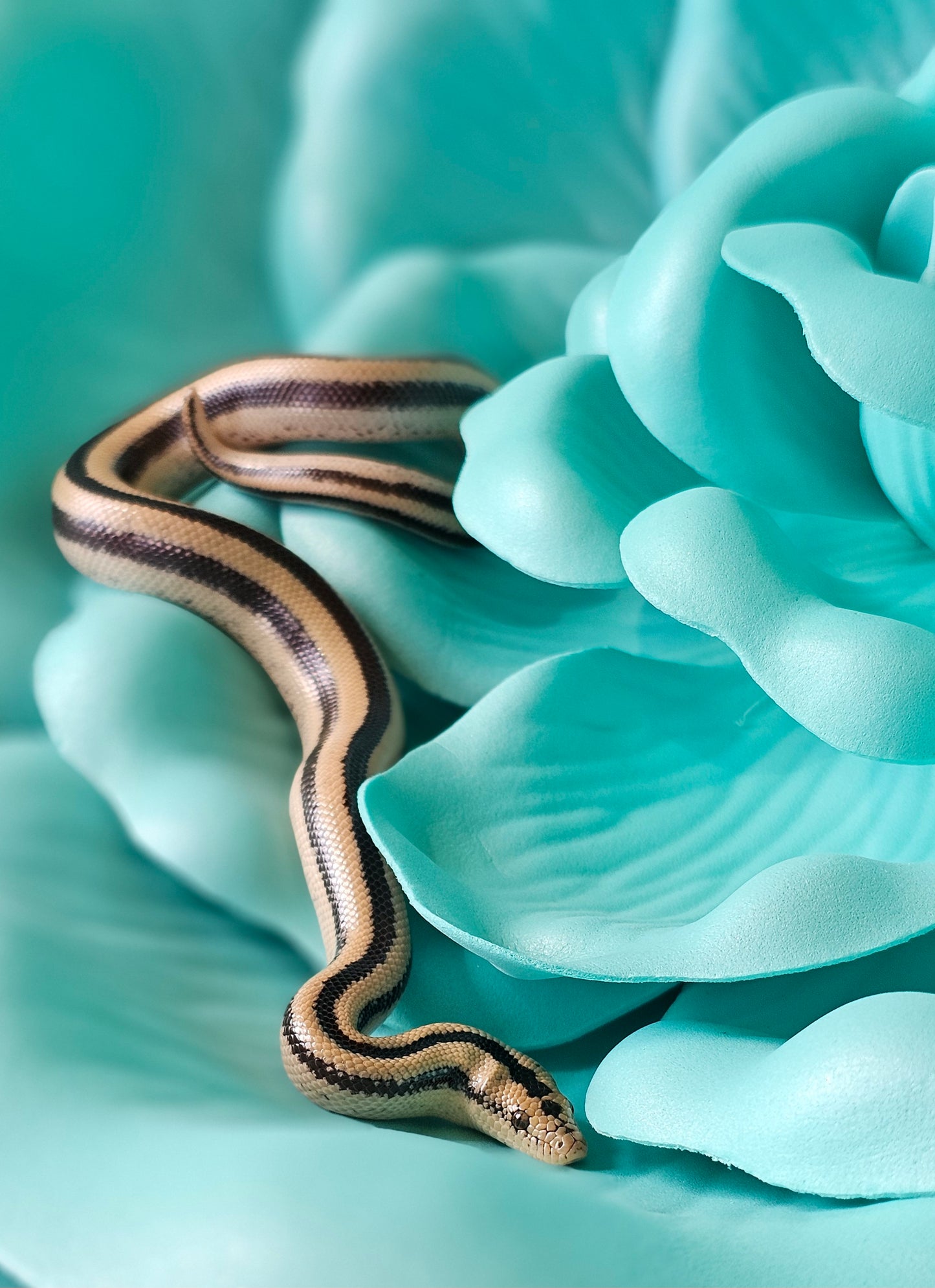 Cabo San Luca Rosy Boa _ Uno