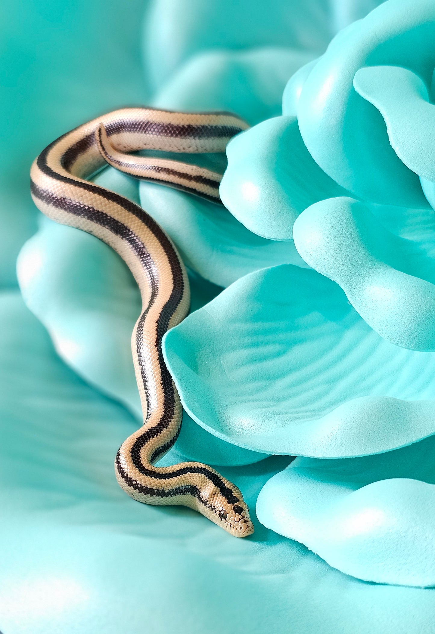 Cabo San Luca Rosy Boa _ Uno