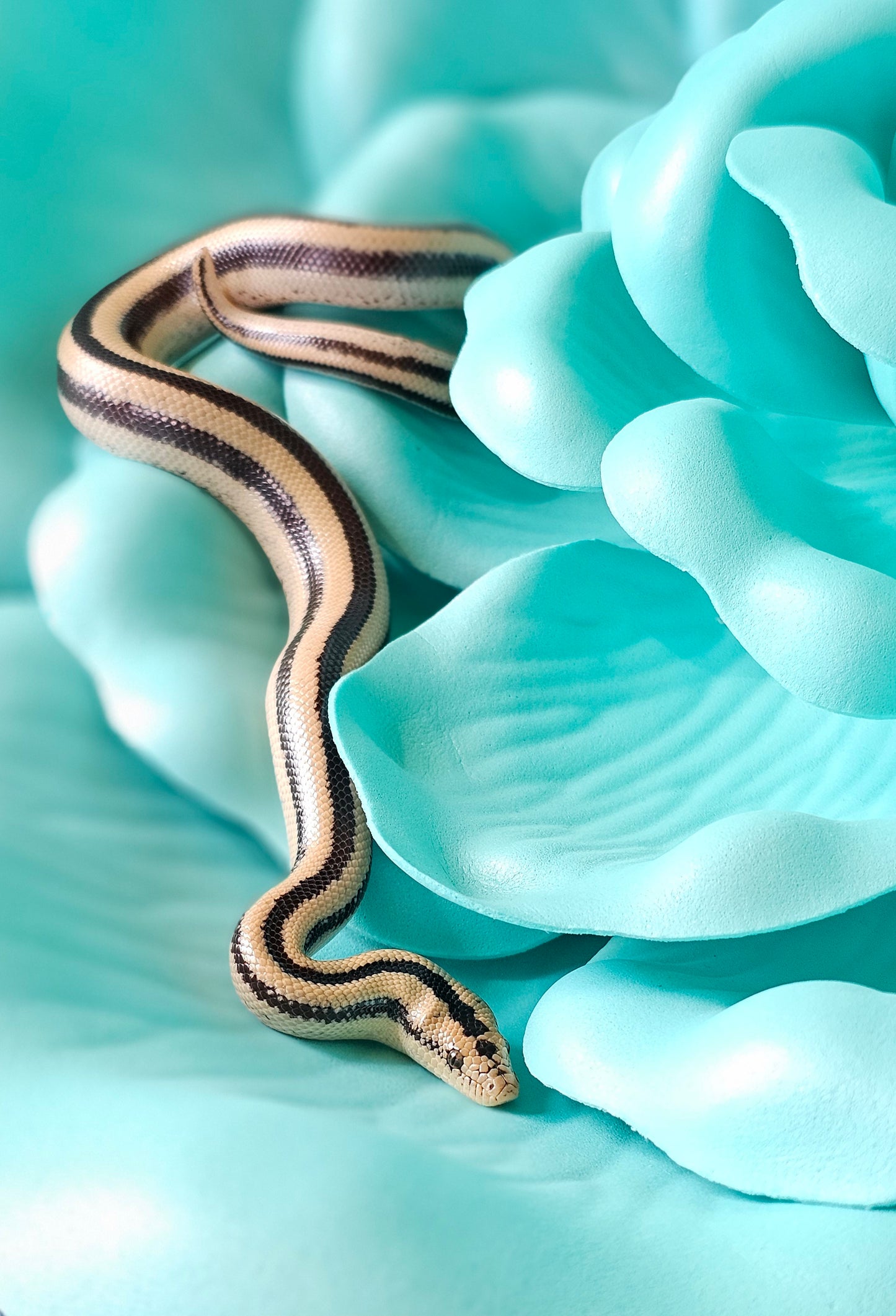 Cabo San Luca Rosy Boa _ Uno