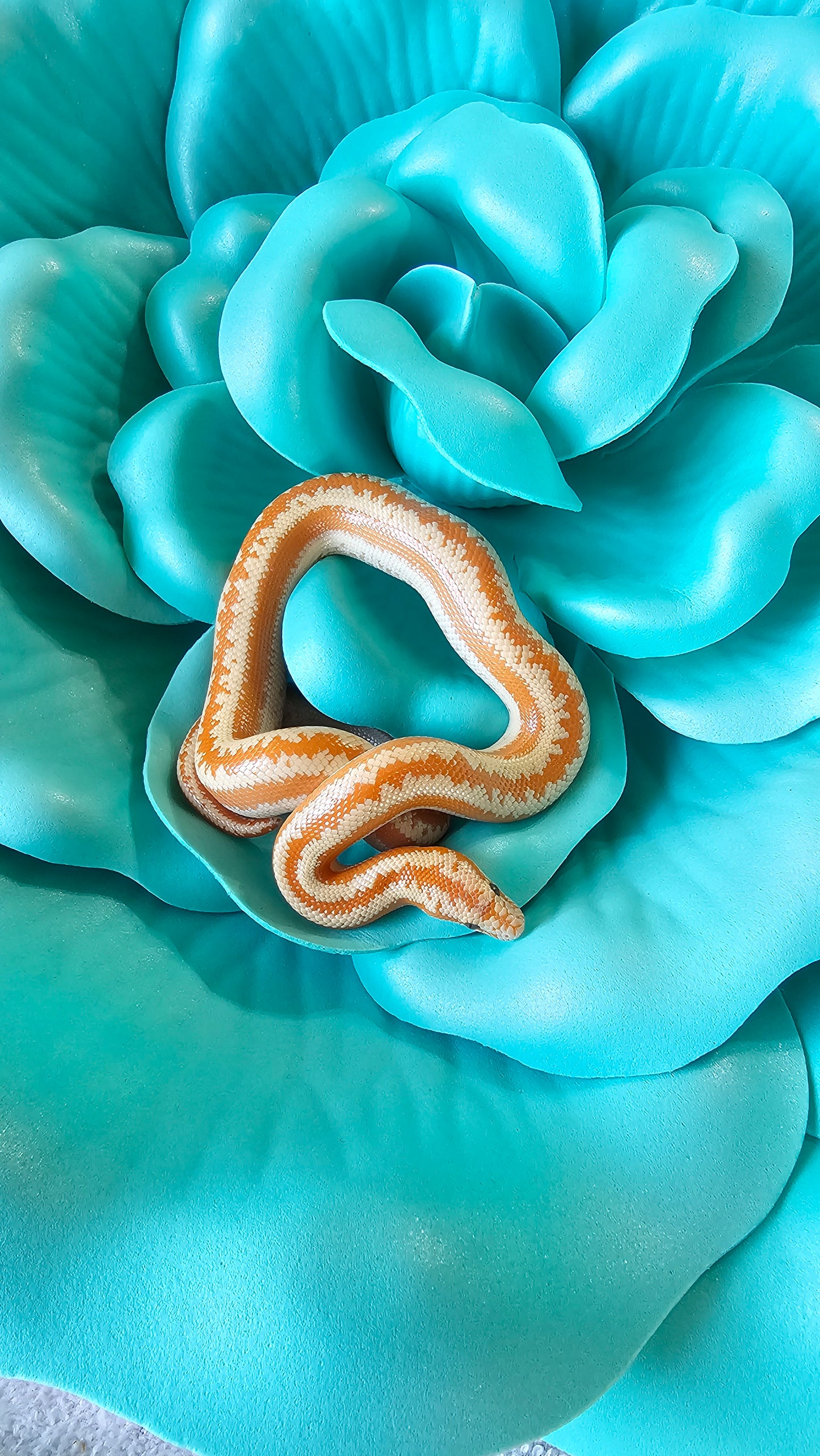 Whitewater Albino X Rosy Boa _ Mambo