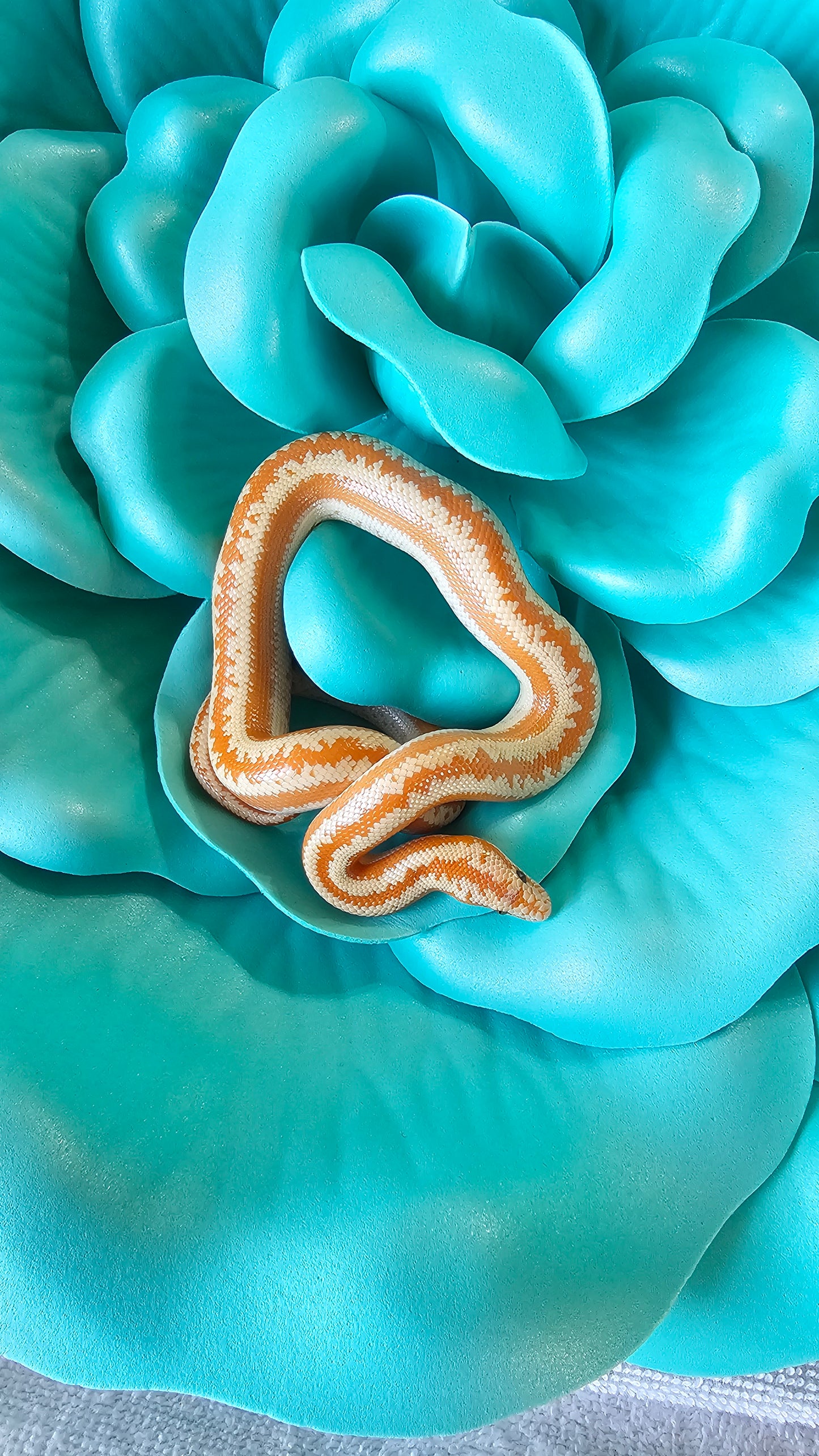 Whitewater Albino X Rosy Boa _ Mambo