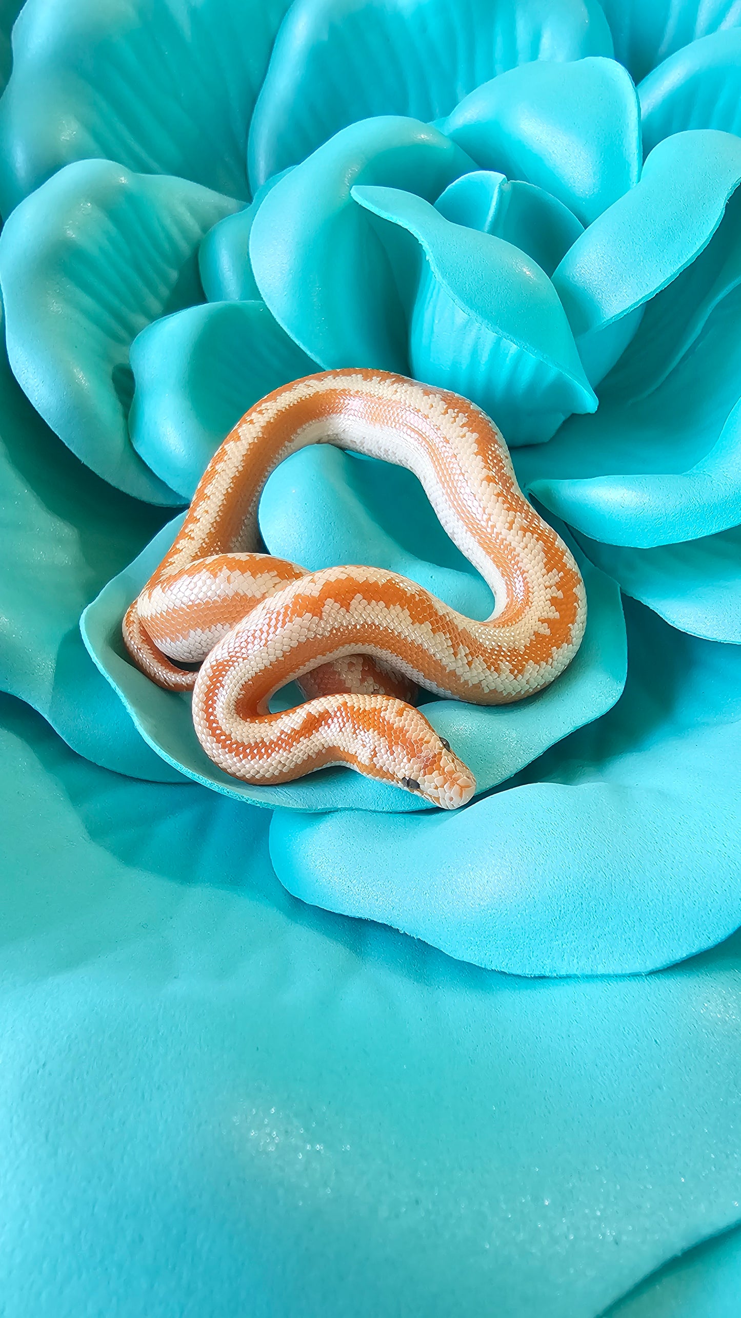 Whitewater Albino X Rosy Boa _ Mambo