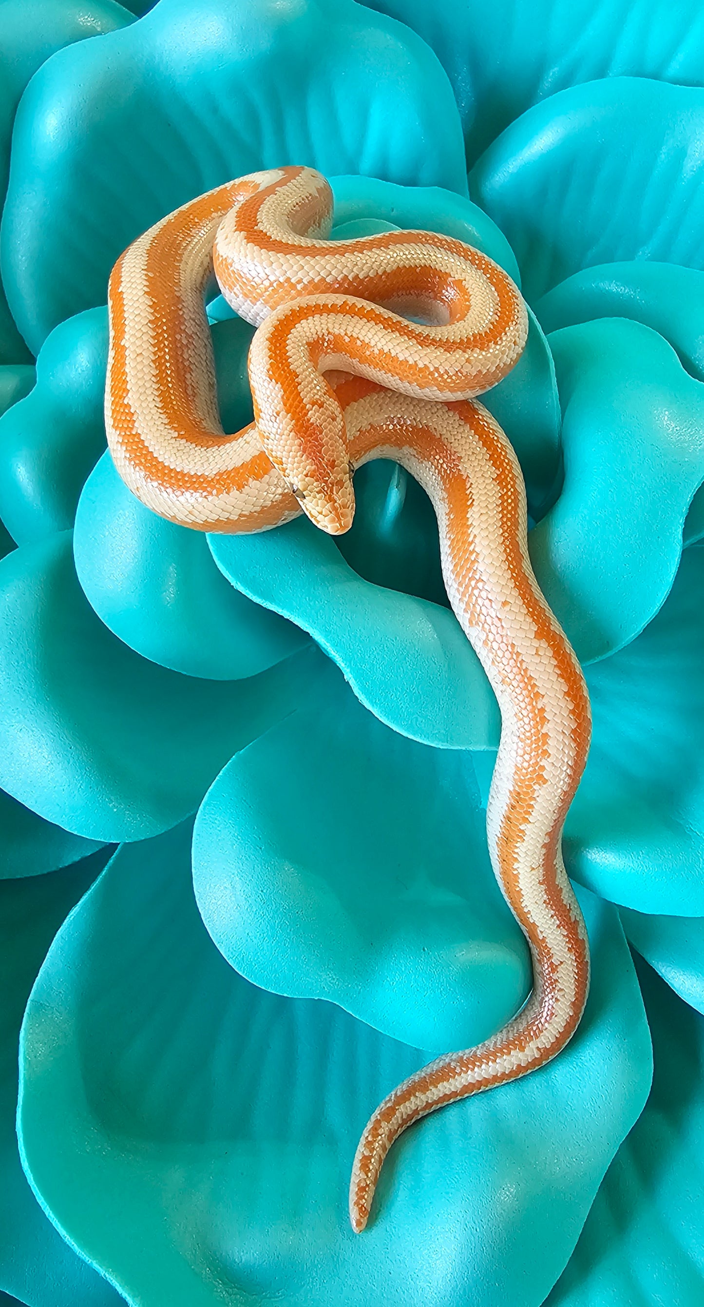 Whitewater Albino X Rosy Boa _ Crawley