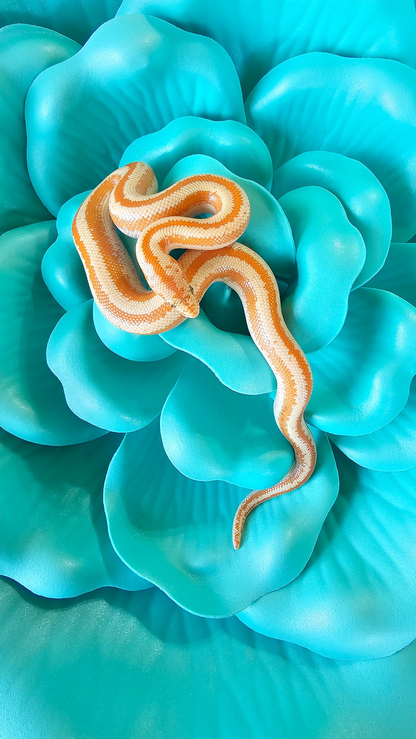 Whitewater Albino X Rosy Boa _ Crawley