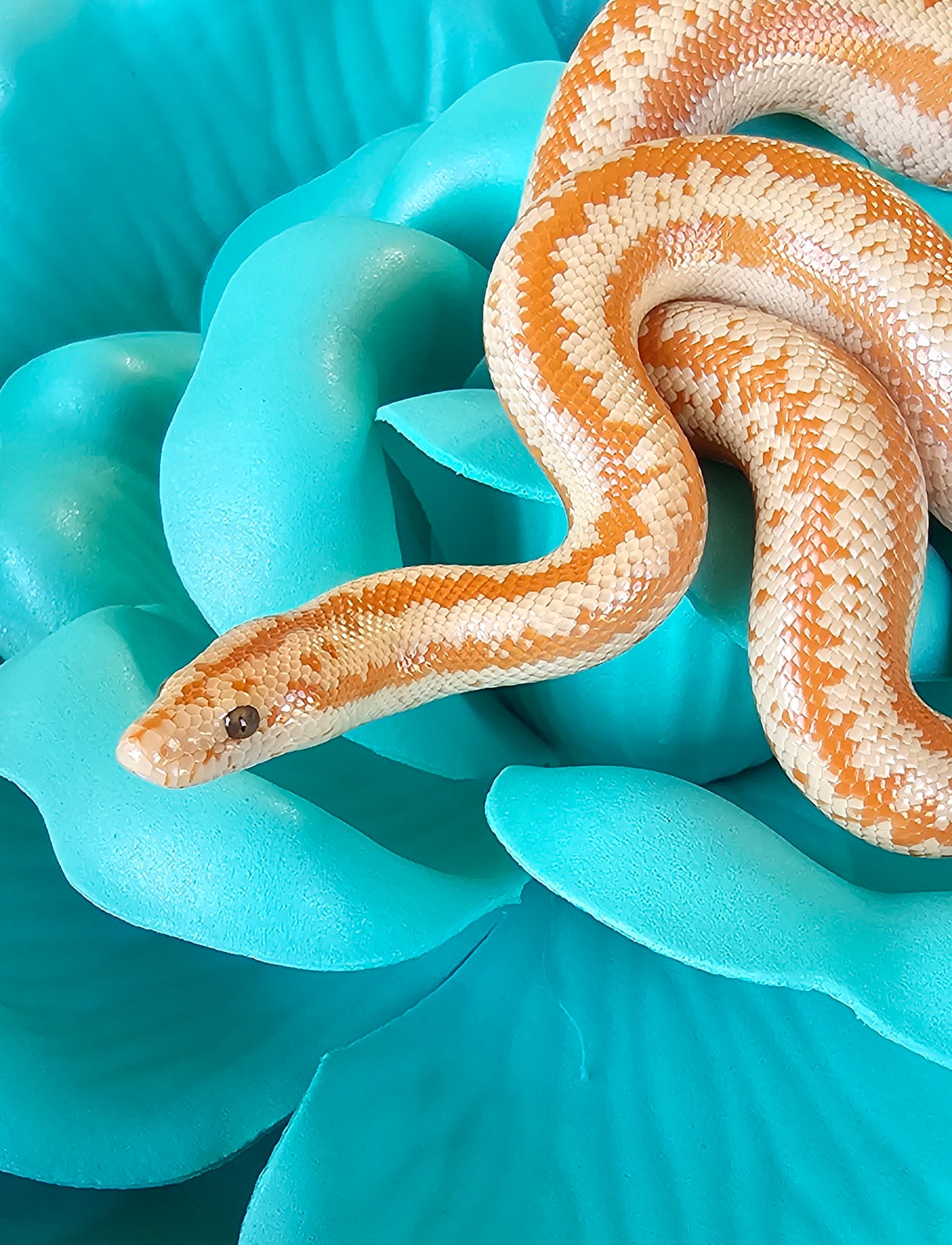 Whitewater Albino X Rosy Boa _ Noodle