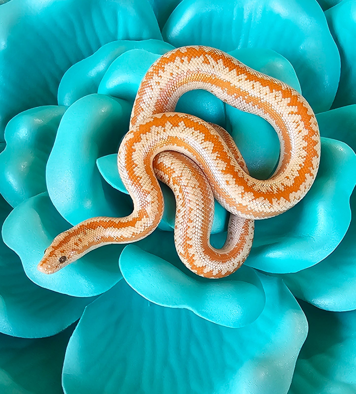 Whitewater Albino X Rosy Boa _ Noodle