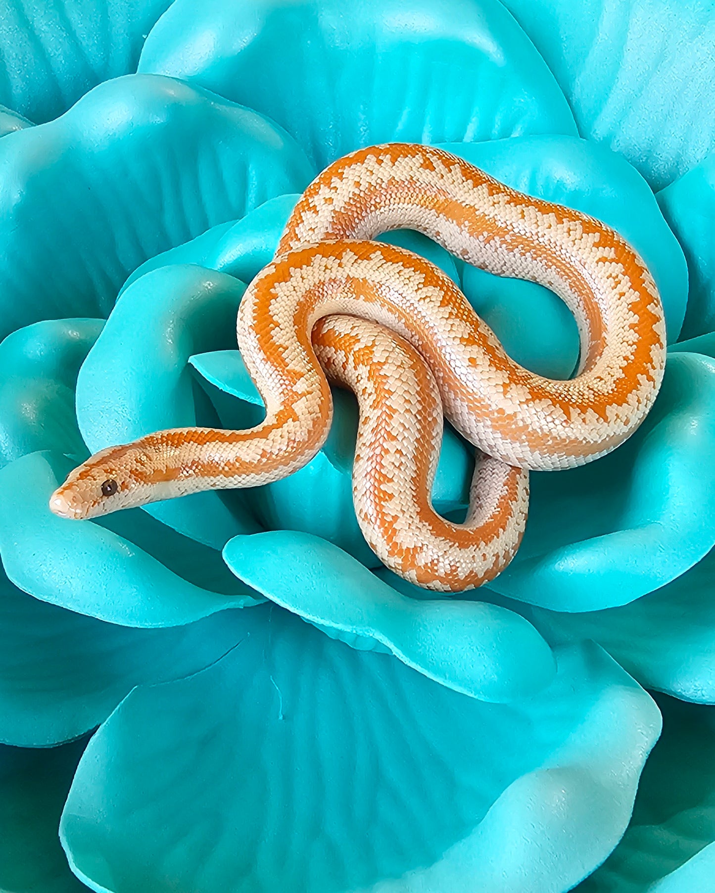 Whitewater Albino X Rosy Boa _ Noodle