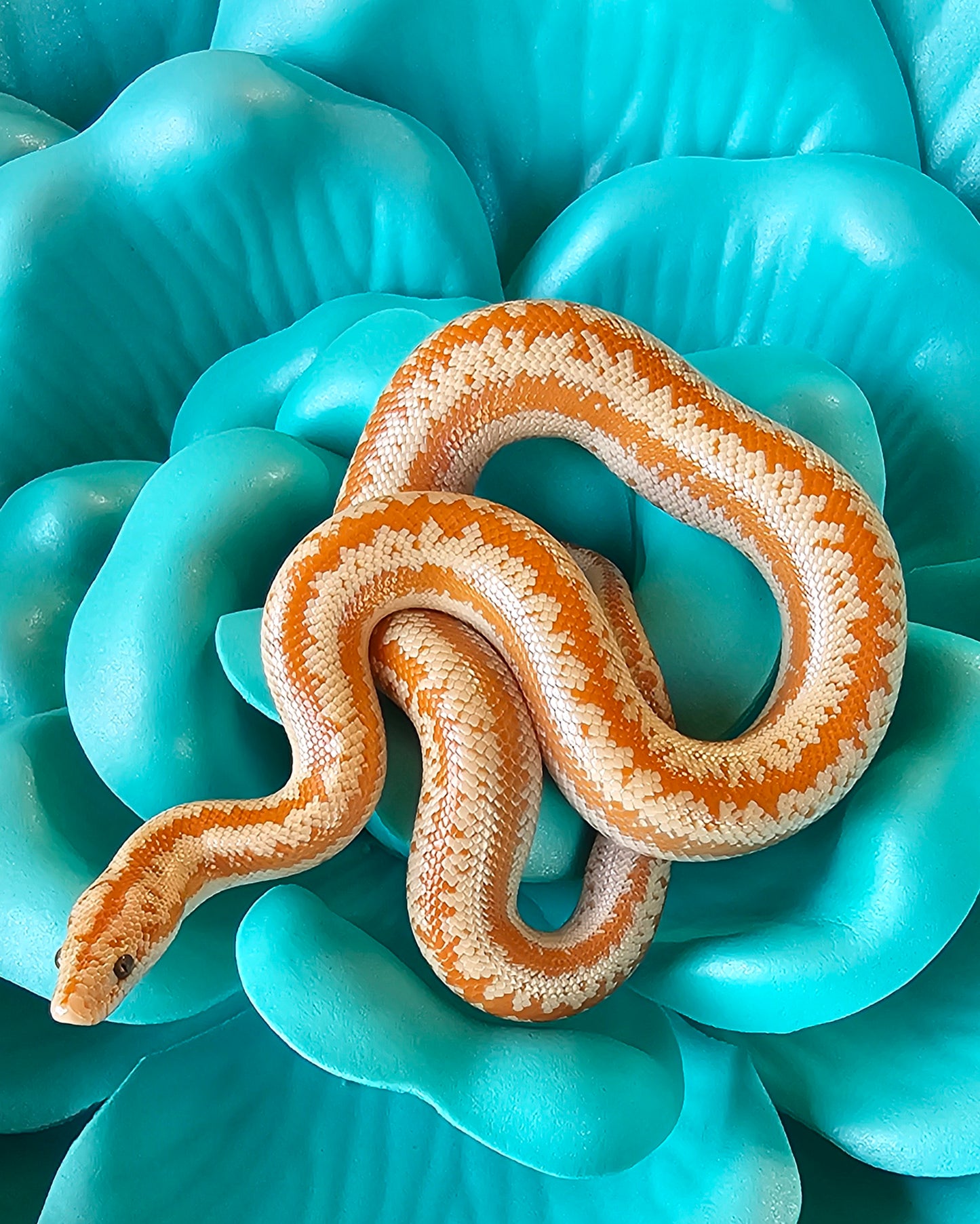 Whitewater Albino X Rosy Boa _ Noodle