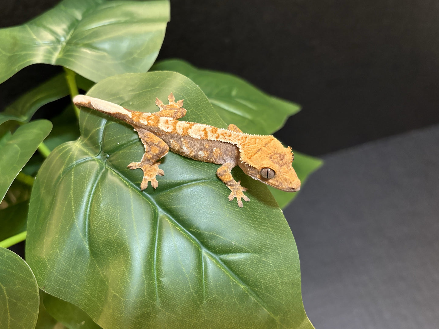 Tri-Color Extreme Harlequin Crested Gecko _ Awabi – Creature Cove