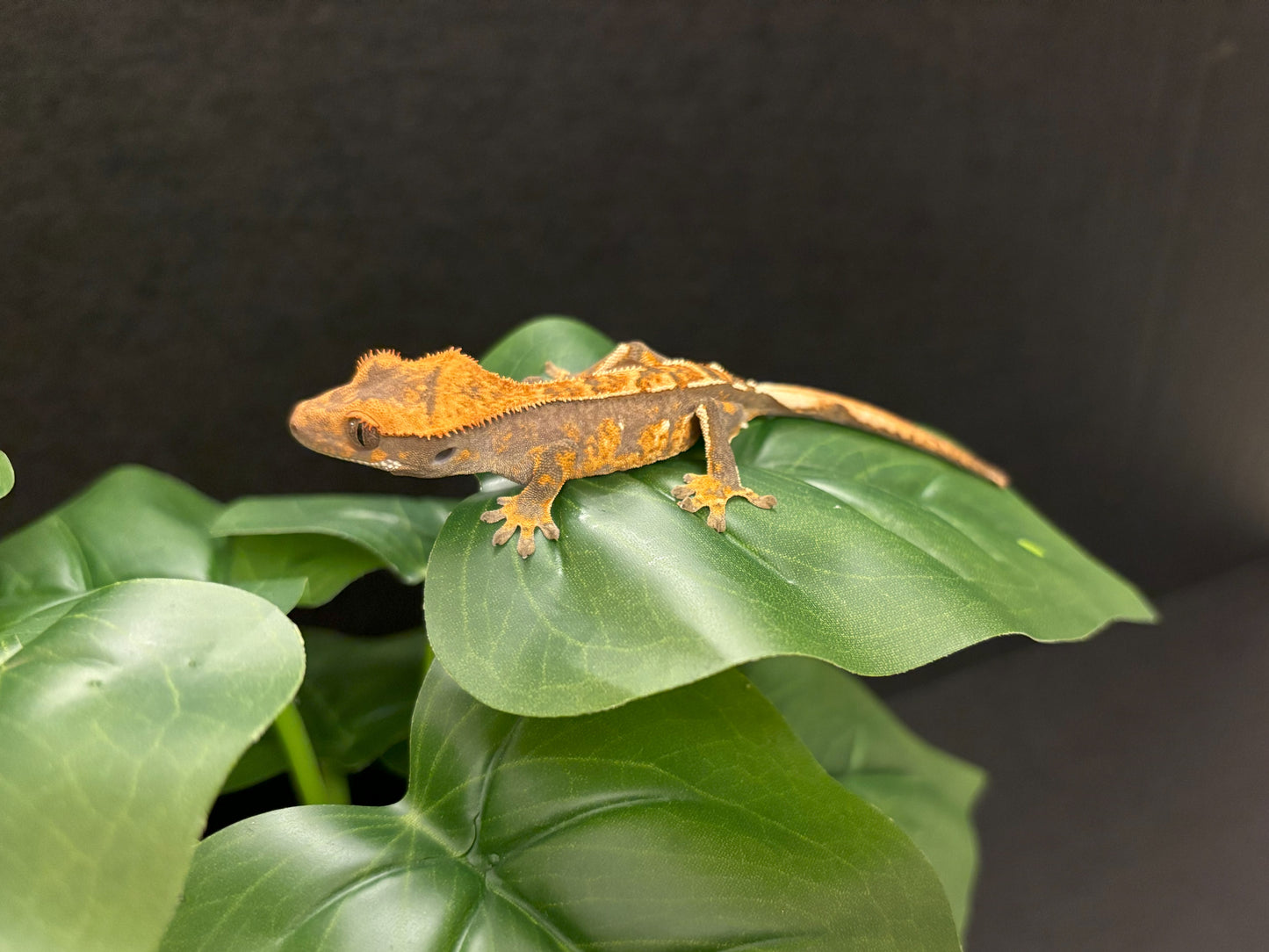 Tri-Color Extreme Harlequin Crested Gecko _ Sake – Creature Cove