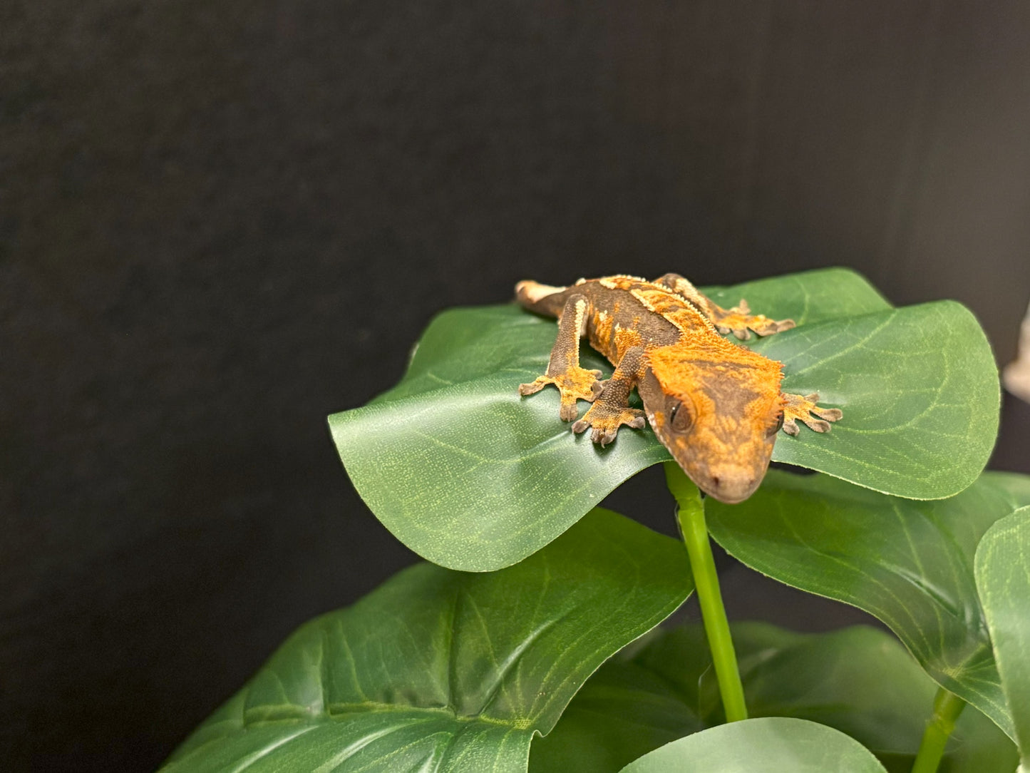 Tri-Color Extreme Harlequin Crested Gecko _ Sake – Creature Cove